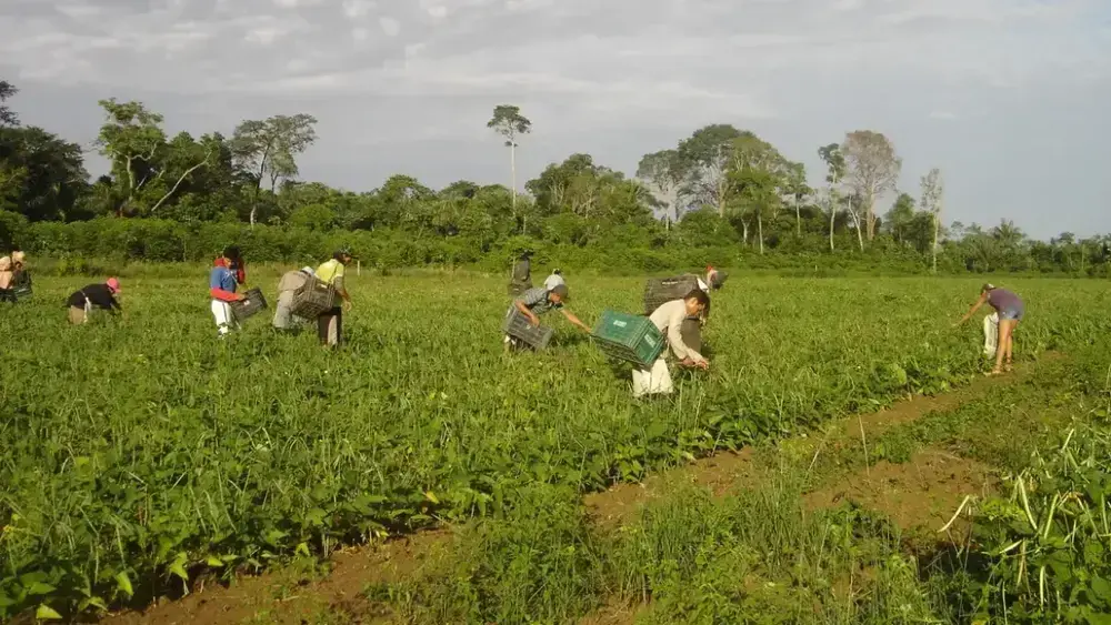 Agricultor familiar: o herói anônimo da sua mesa