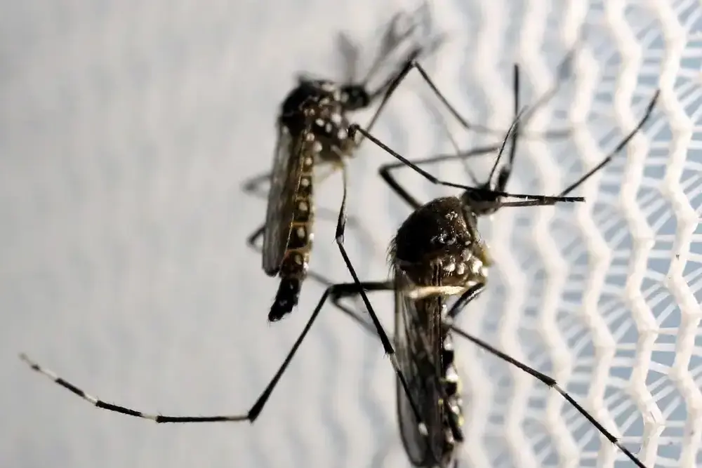 Anvisa autoriza Butantan a fabricar vacina contra chikungunya