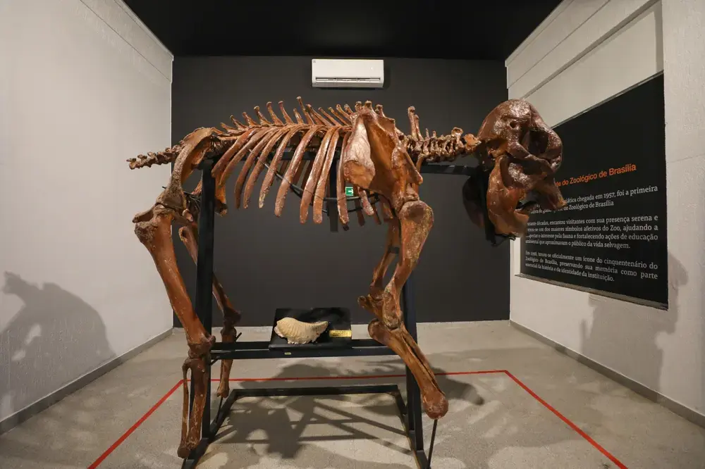 Museu do Zoológico de Brasília reabre com novidades e acessibilidade